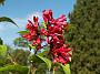 Cestrum elegans var elegans